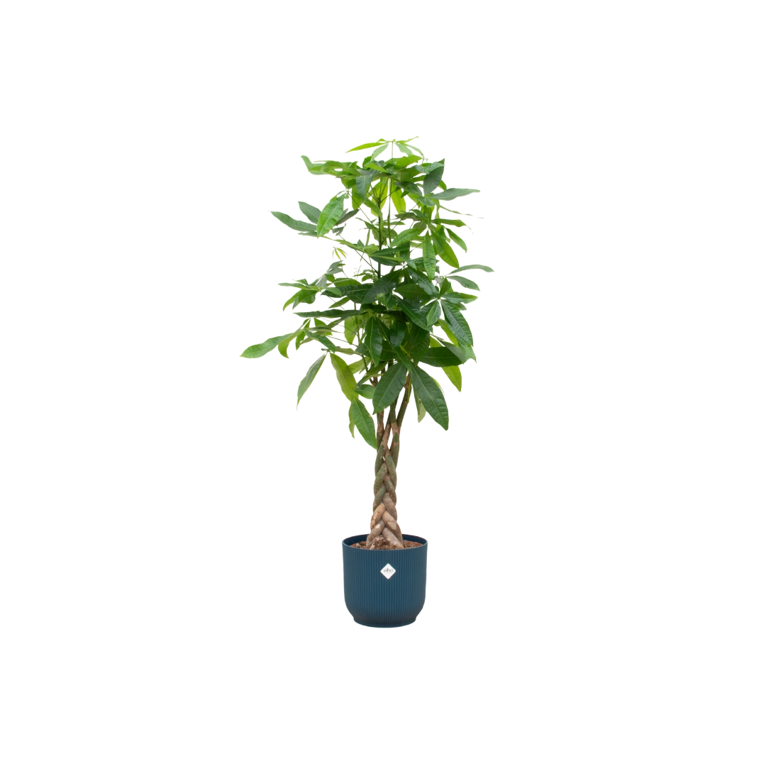 Pachira Aquatica | Elho Vibes Fold Round