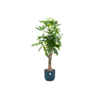 Pachira Aquatica | Elho Vibes Fold Round