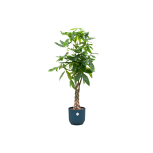 Pachira Aquatica | Elho Vibes Fold Round