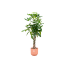 Pachira Aquatica | Elho Vibes Fold Round