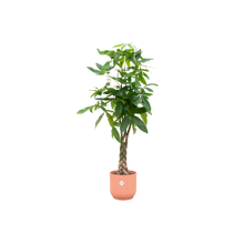 Pachira Aquatica | Elho Vibes Fold Round
