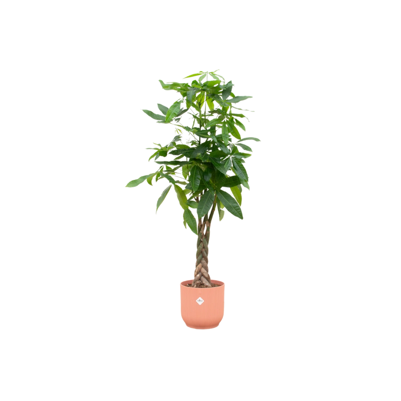 Pachira Aquatica | Elho Vibes Fold Round