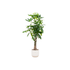 Pachira Aquatica | Elho Vibes Fold Round