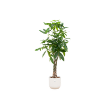 Pachira Aquatica | Elho Vibes Fold Round