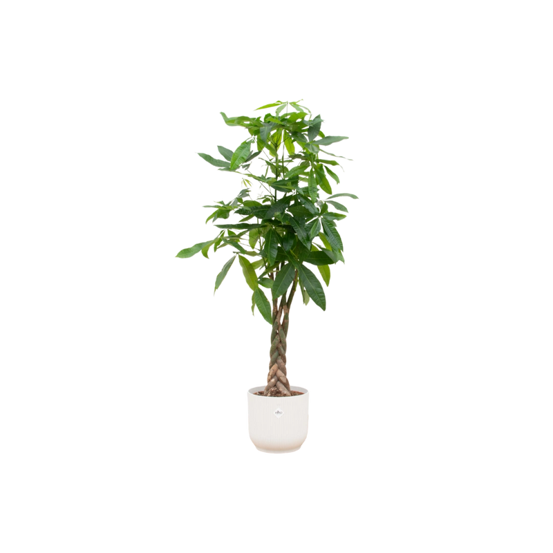 Pachira Aquatica | Elho Vibes Fold Round