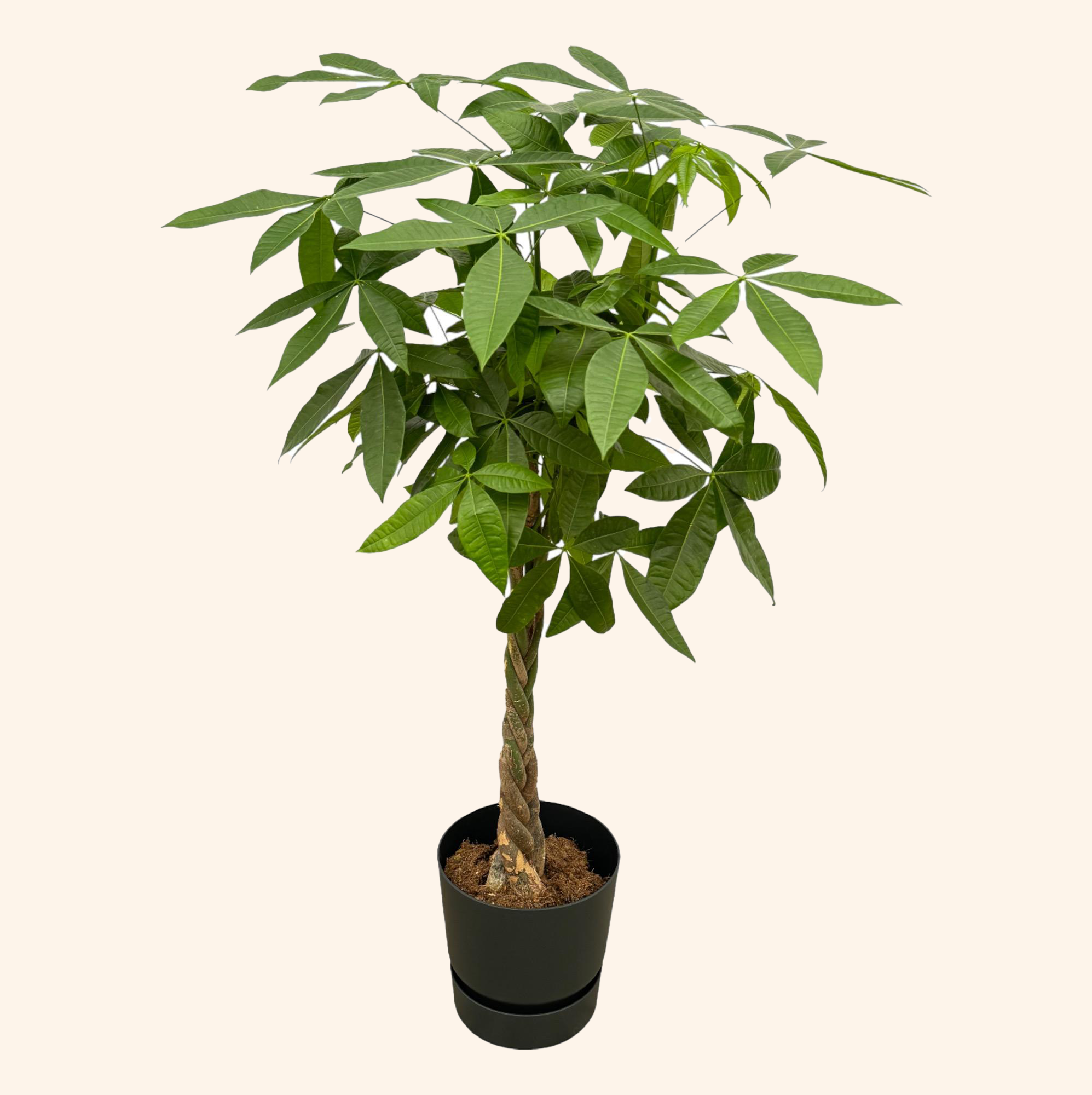 Pachira Aquatica | Elho Greenville Round zwart