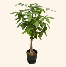Pachira Aquatica | Elho Greenville Round zwart