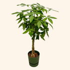 Pachira Aquatica | Elho Greenville Round