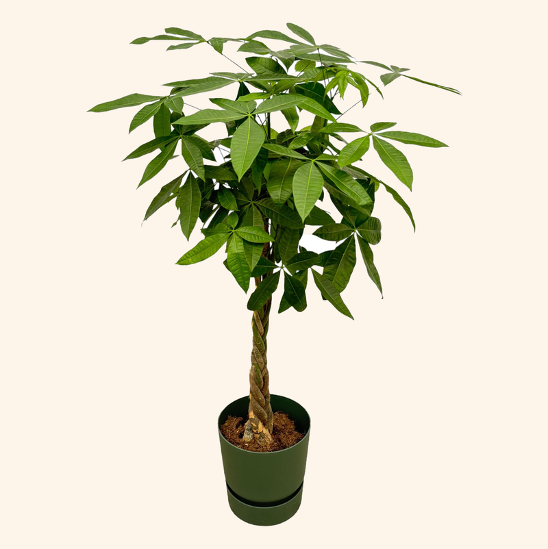Pachira Aquatica | Elho Greenville Round