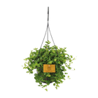 Peperomia Rotundifolia