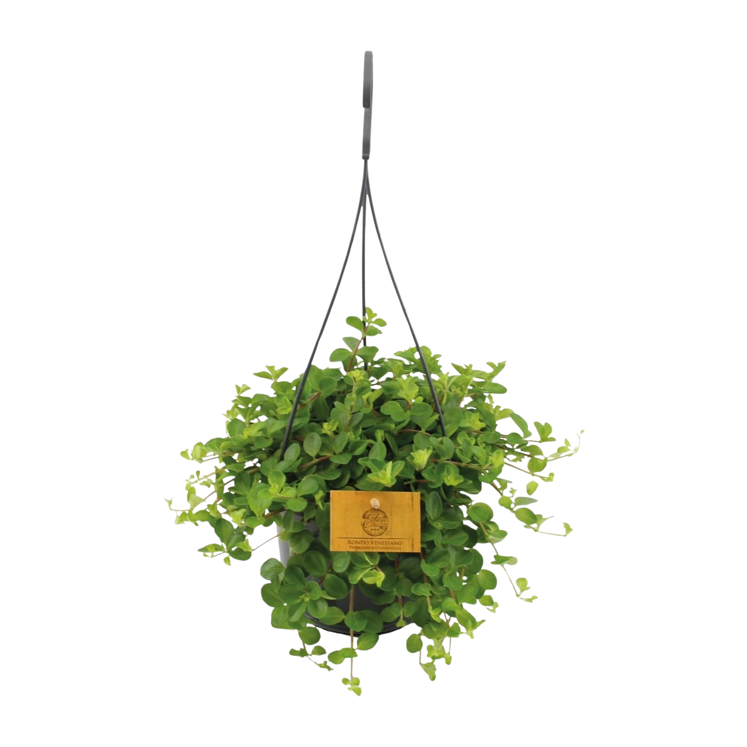 Peperomia Rotundifolia