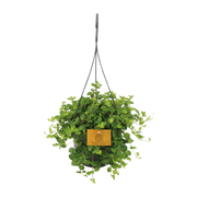 Peperomia Rotundifolia