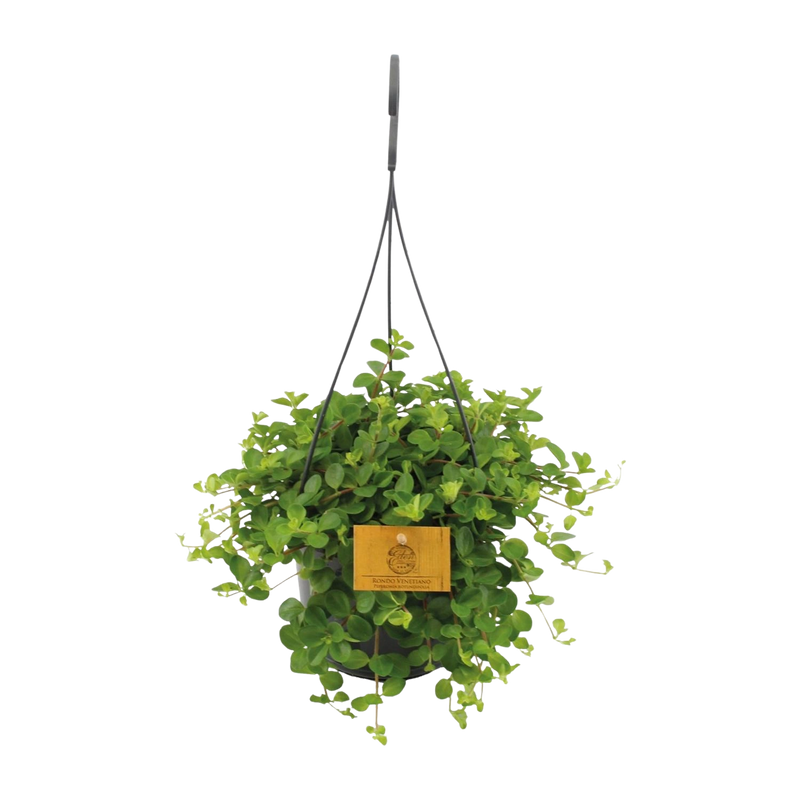 Peperomia Rotundifolia