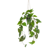 Philodendron Scandens (kunstplant)
