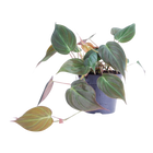 Philodendron scandens 'Micans'