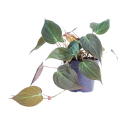 Philodendron scandens 'Micans' Everspring