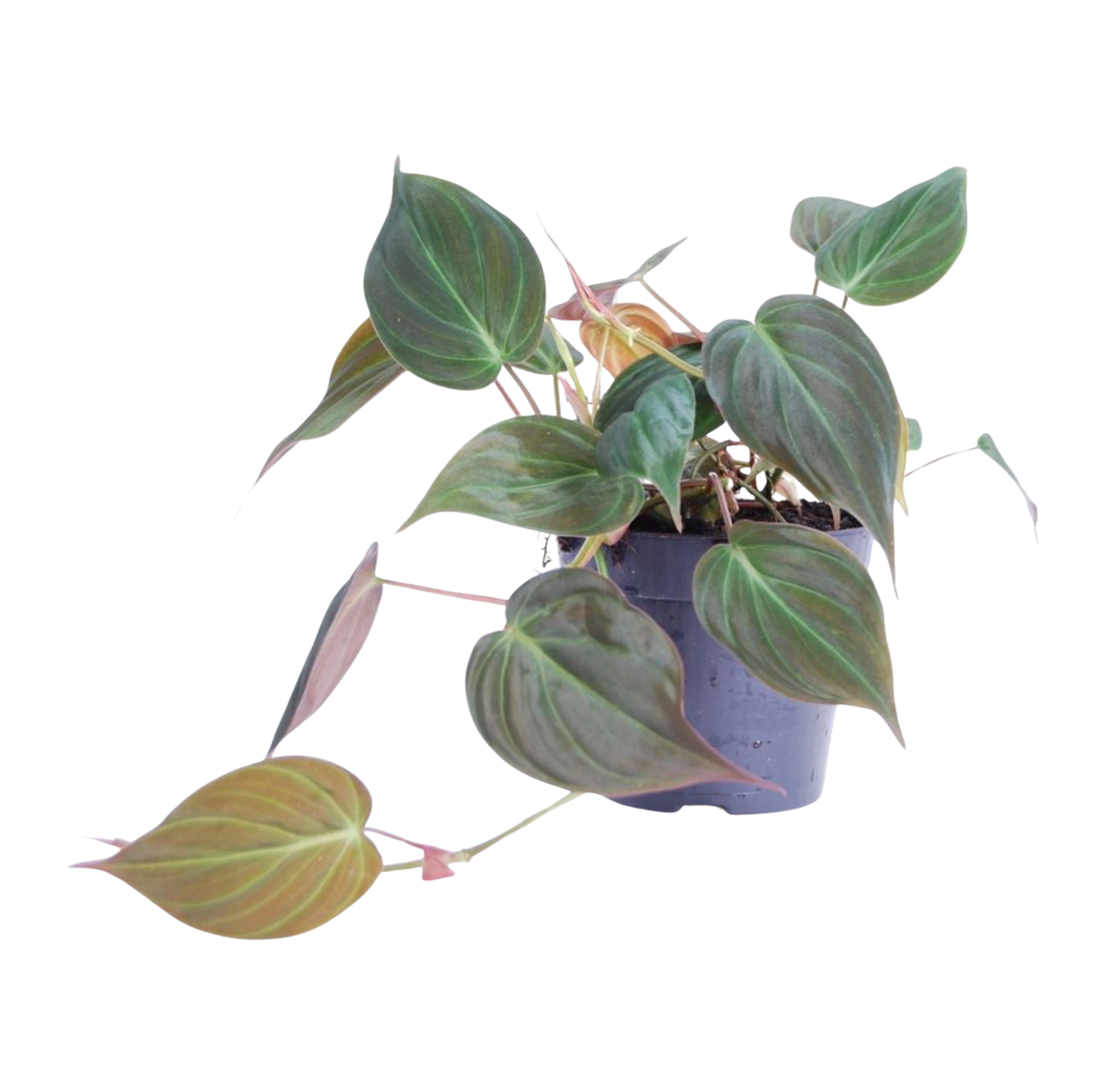 Philodendron scandens 'Micans'