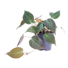Philodendron scandens 'Micans'