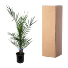 Phoenix Canariensis