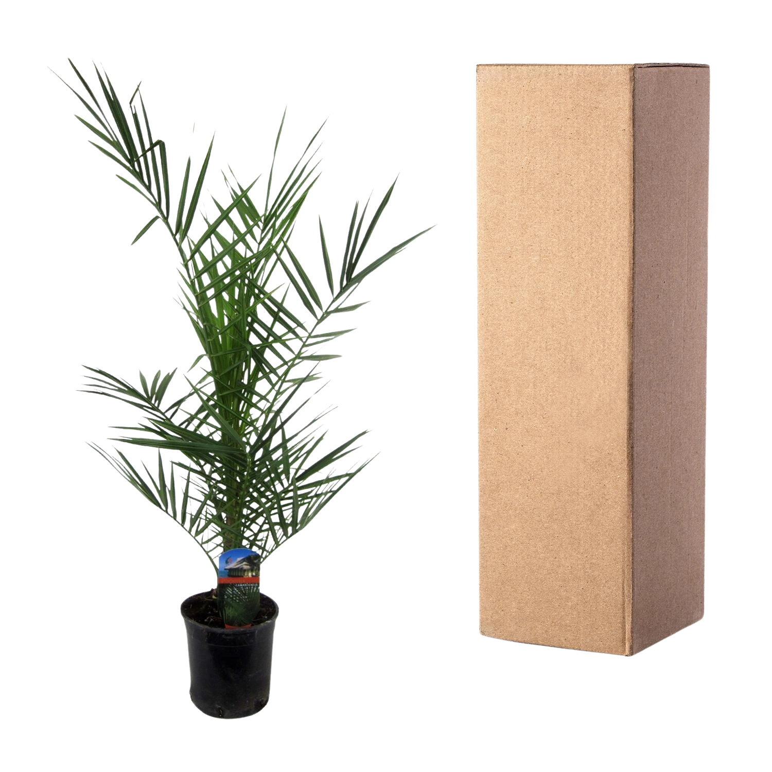 Phoenix Canariensis