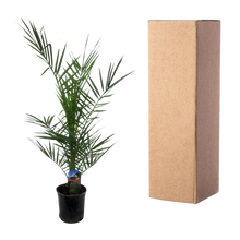 Phoenix Canariensis