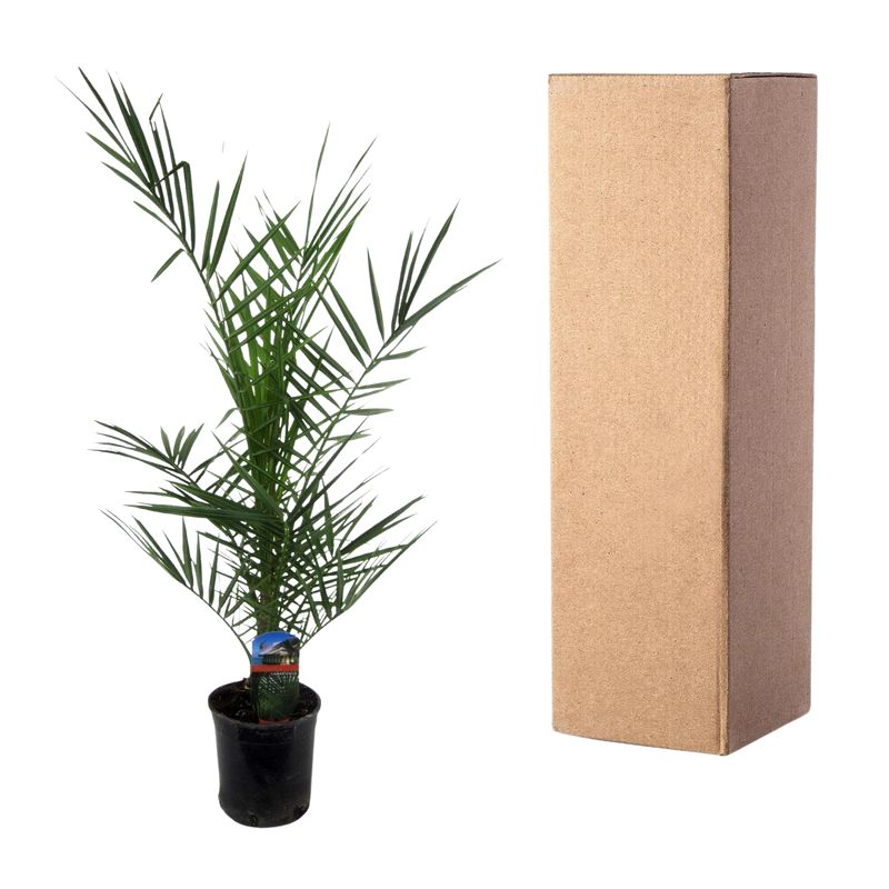 Phoenix Canariensis