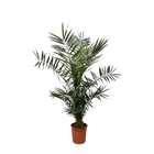 Phoenix Canariensis