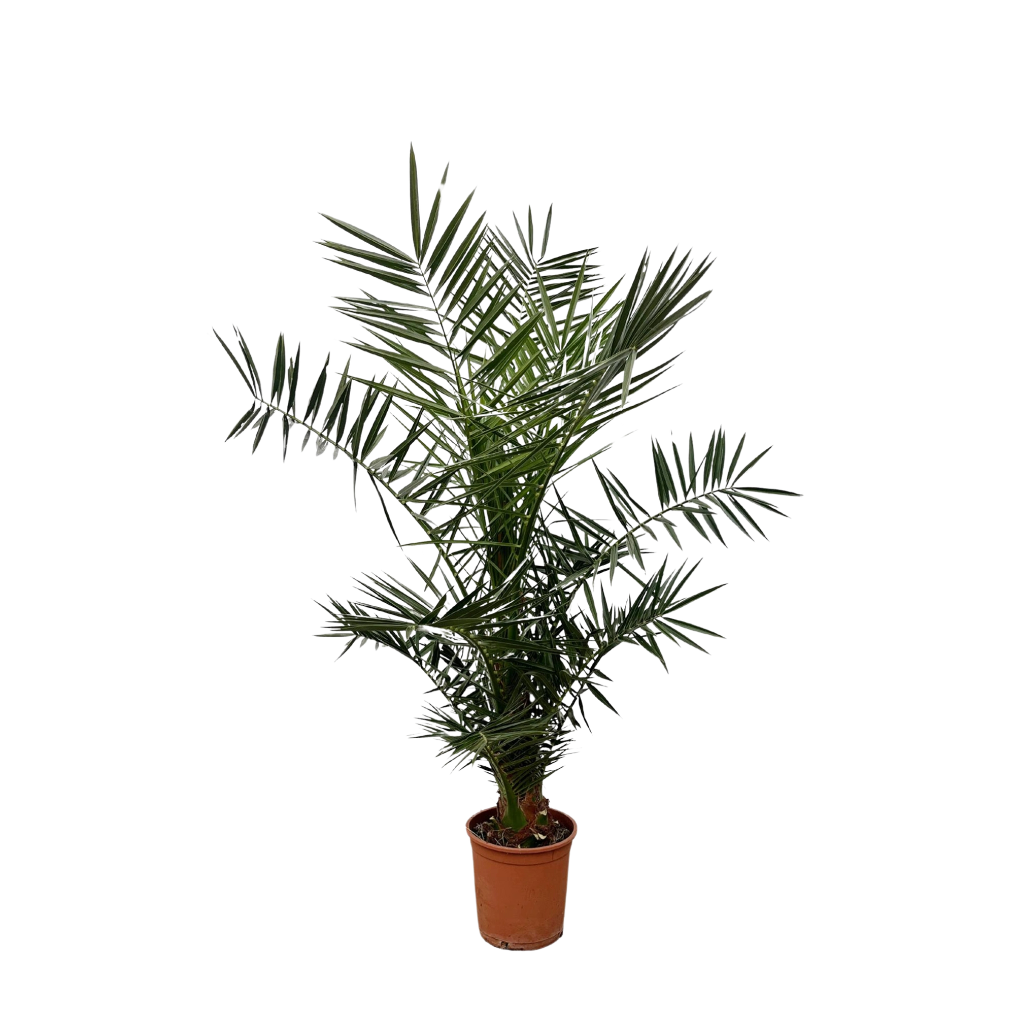 Phoenix Canariensis