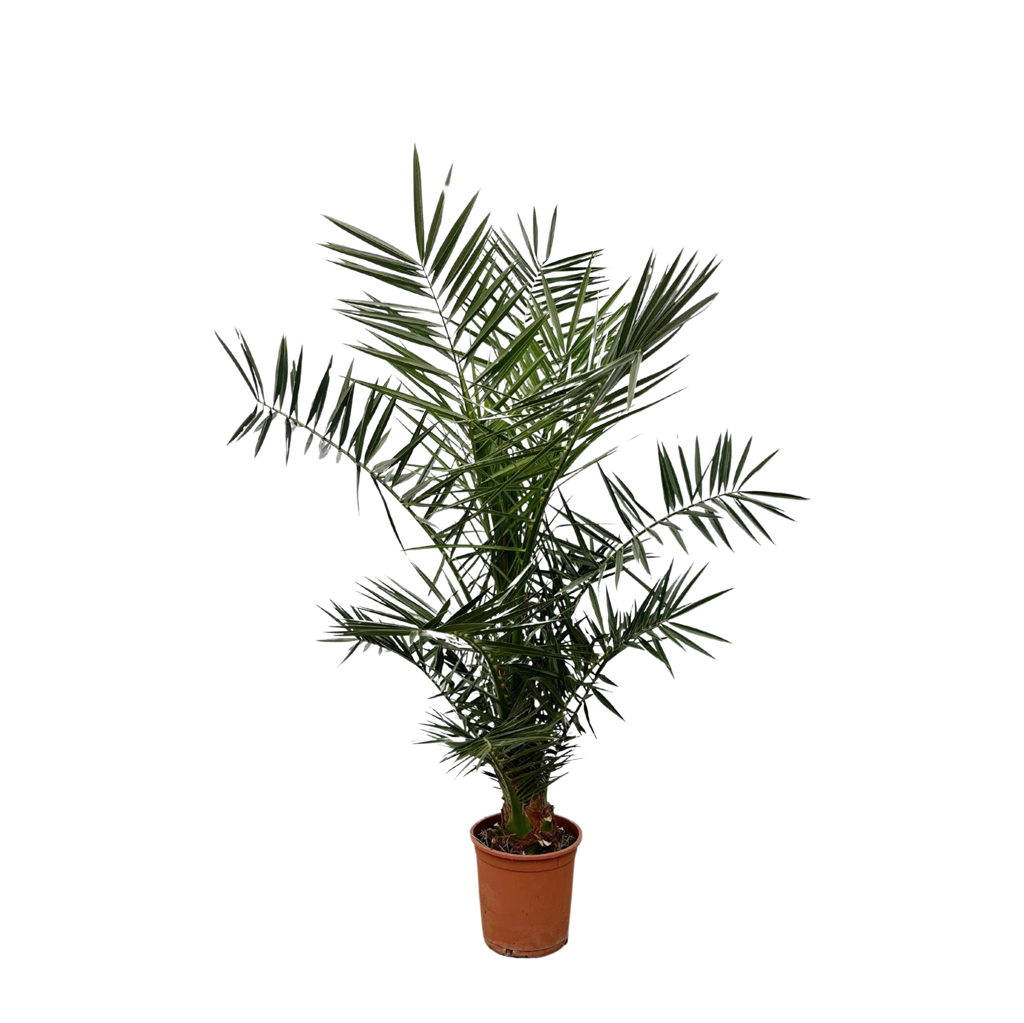 Phoenix Canariensis