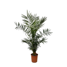 Phoenix Canariensis