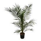 Phoenix Canariensis