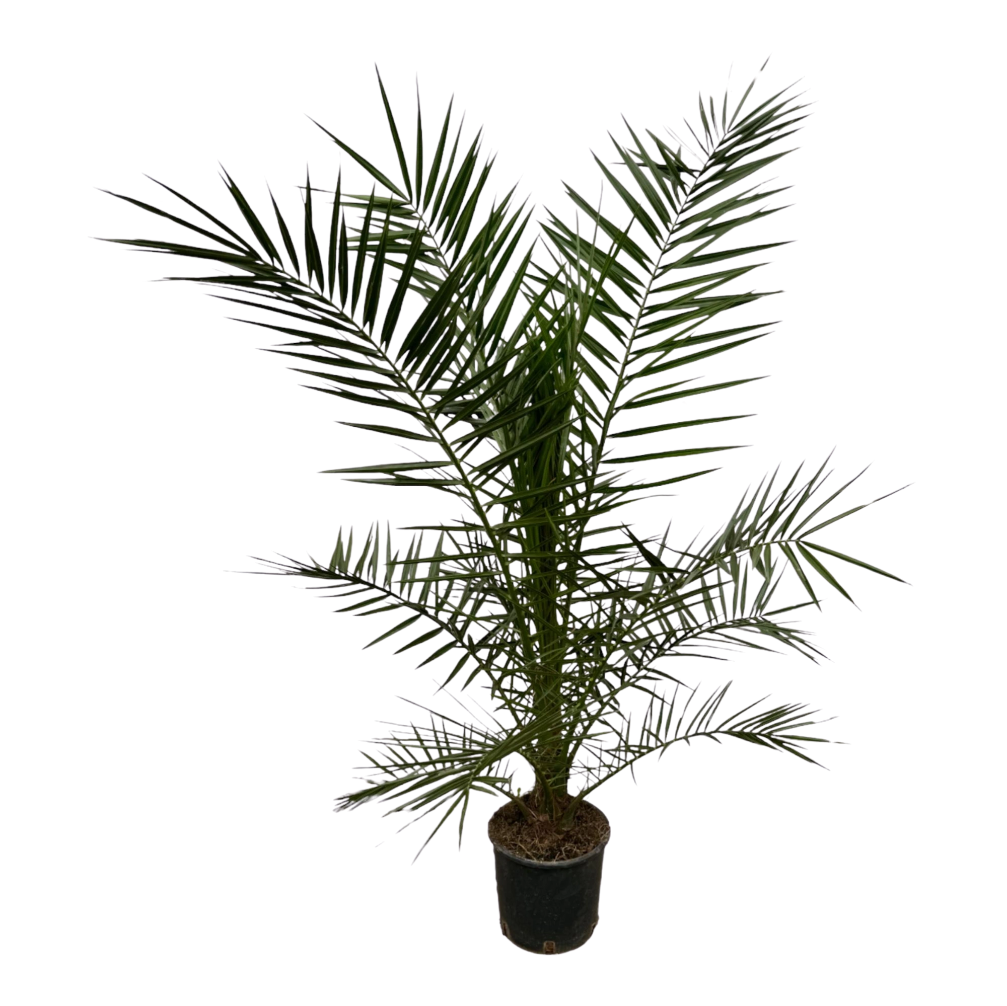 Phoenix Canariensis