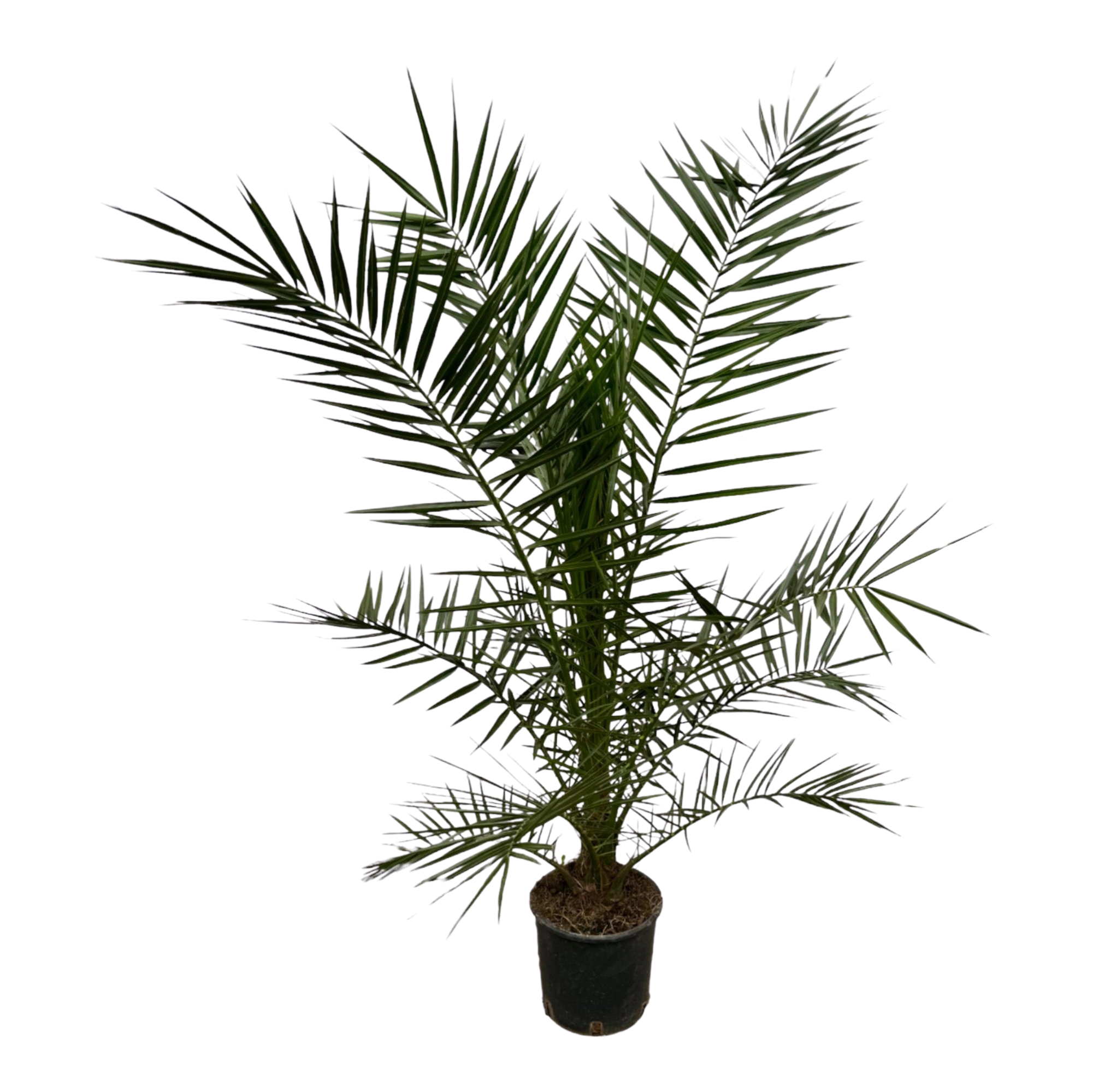 Phoenix Canariensis