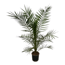 Phoenix Canariensis