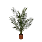 Phoenix Canariensis