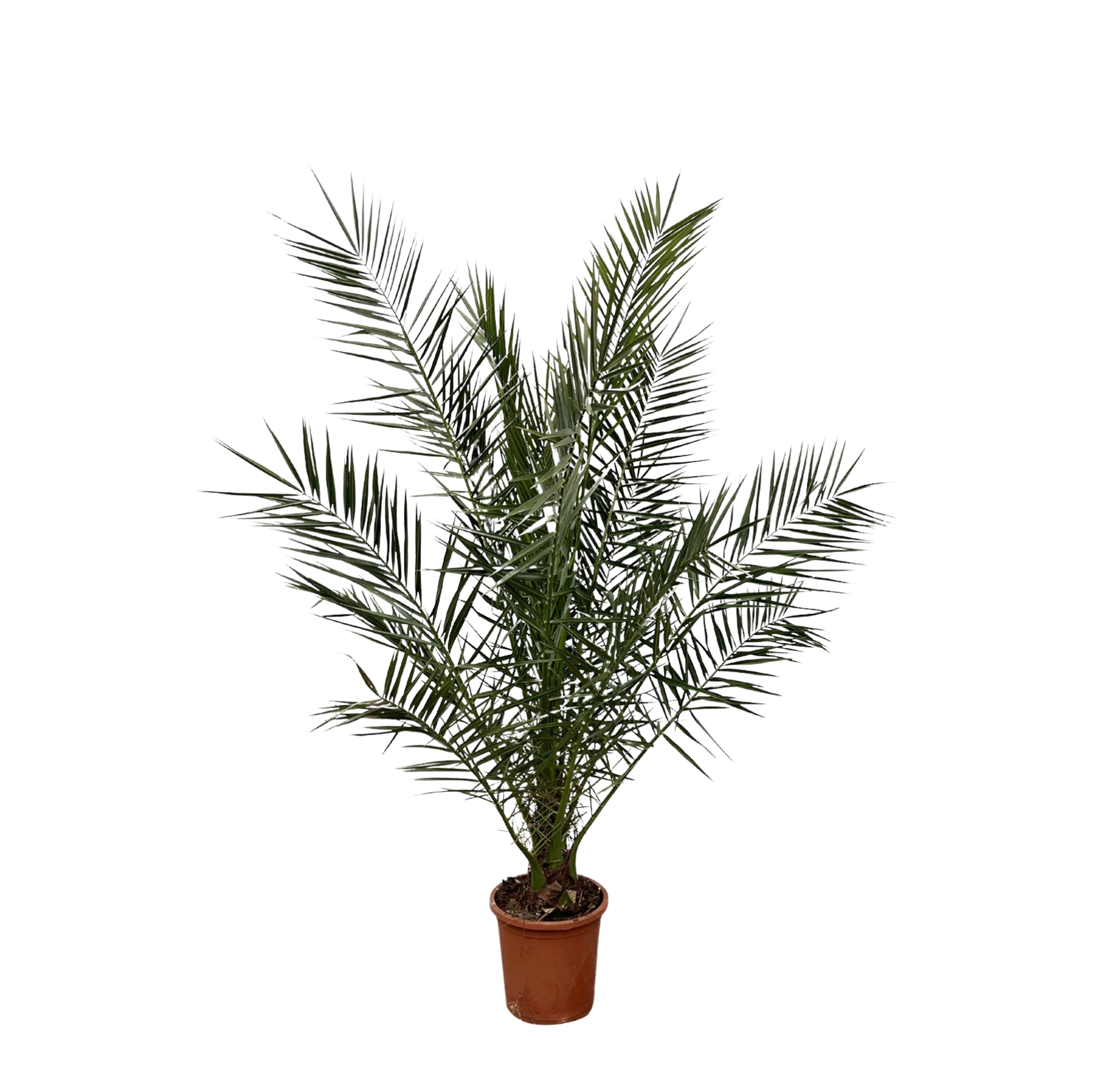 Phoenix Canariensis