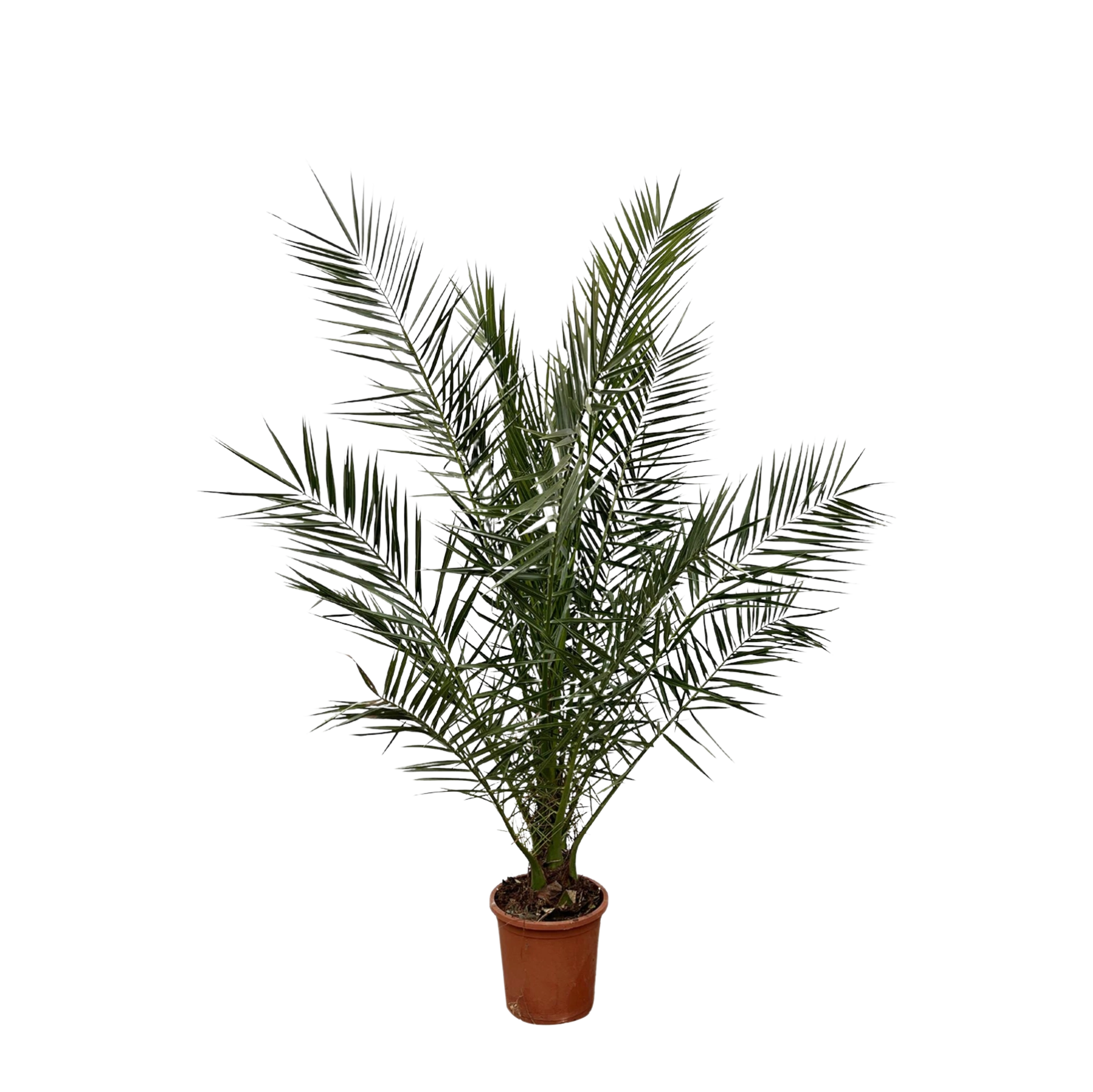 Phoenix Canariensis