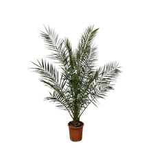 Phoenix Canariensis
