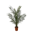 Phoenix Canariensis