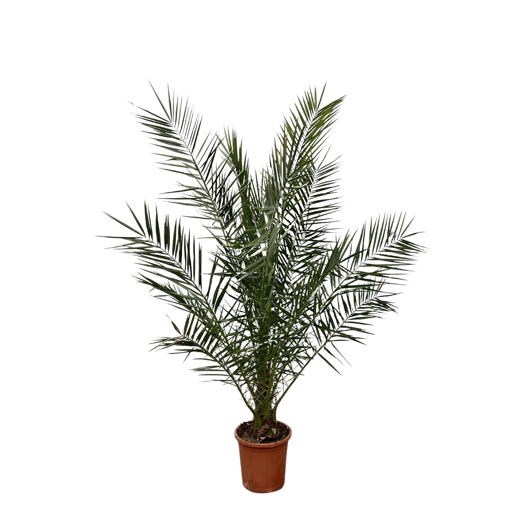 Phoenix Canariensis