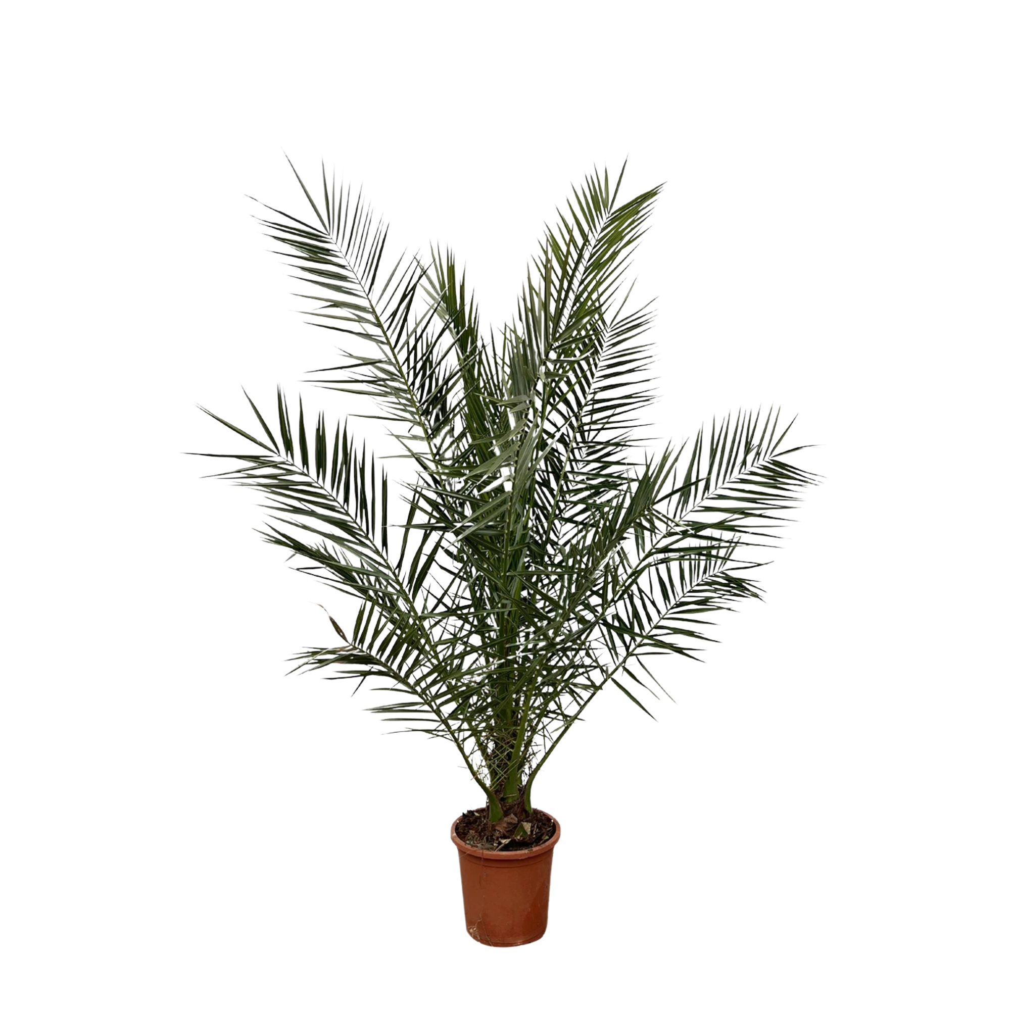 Phoenix Canariensis