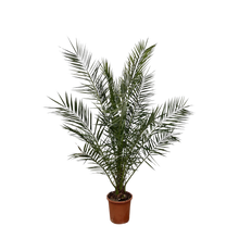 Phoenix Canariensis