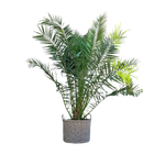 Phoenix Canariensis