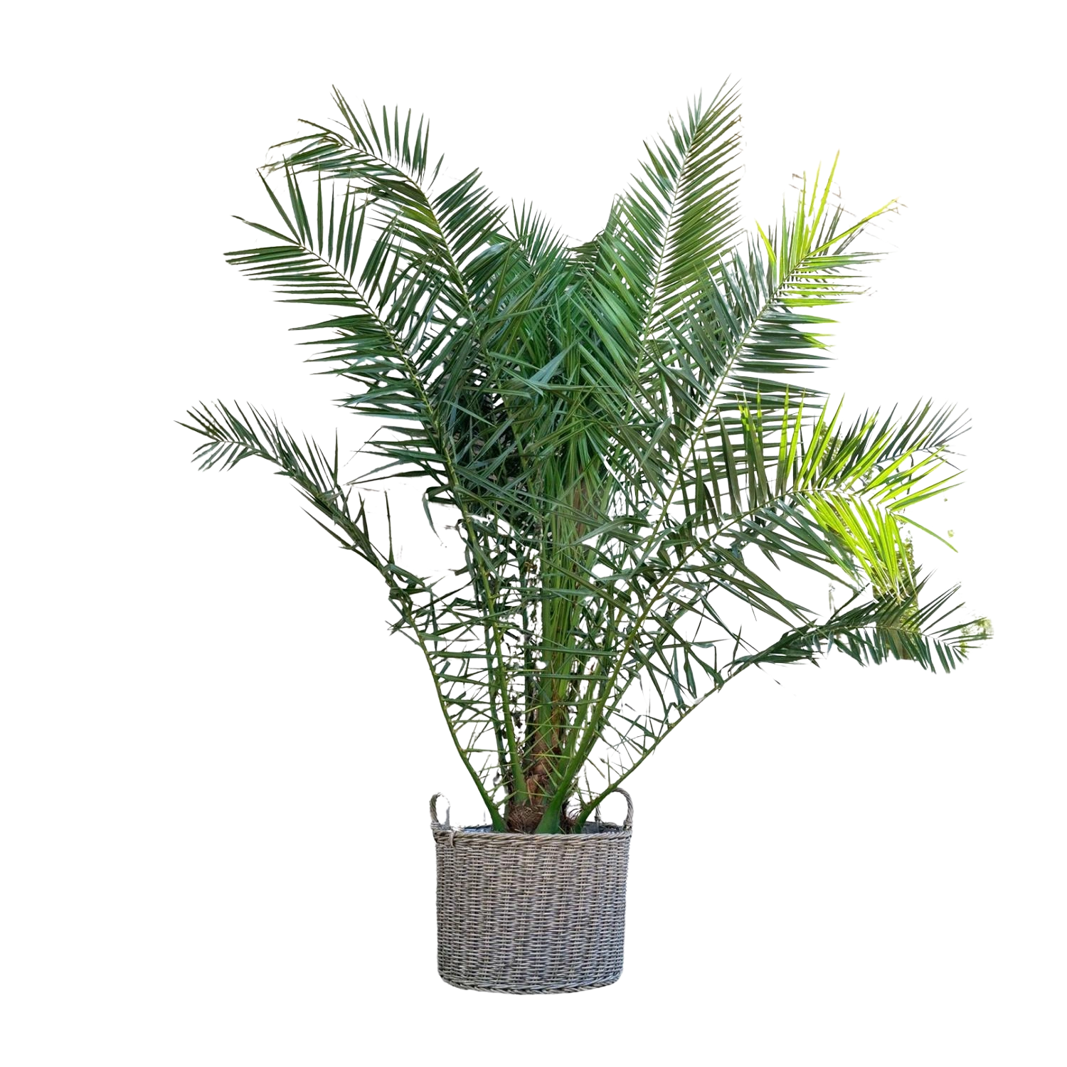 Phoenix Canariensis