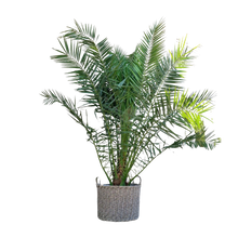 Phoenix Canariensis