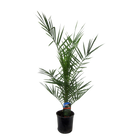 Phoenix Canariensis