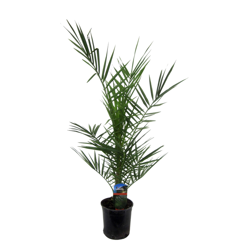 Phoenix Canariensis
