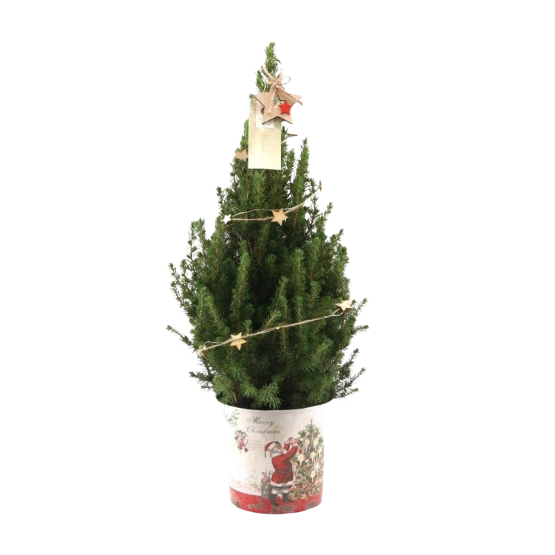 Picea Glauca Conica Kerstboom