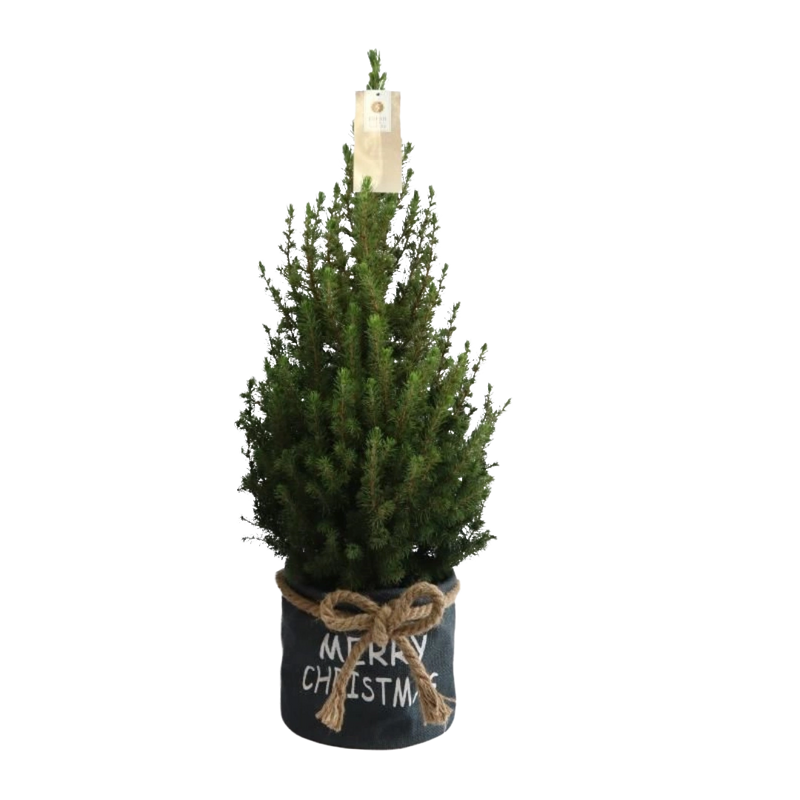 Picea Glauca Conica Kerstboom in Blauwe Xmas Bag
