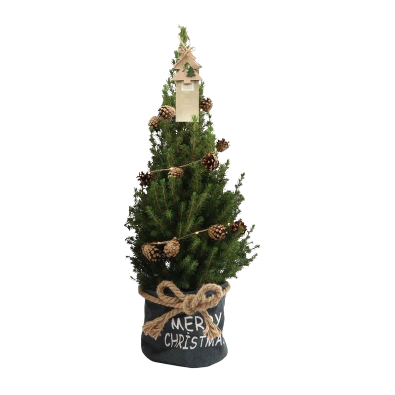 Picea Glauca Conica Kerstboom in Blauwe Xmas Bag met Dennenappelverlichting